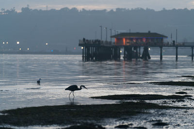 Silhouette birds perching on sea against sky during sunset