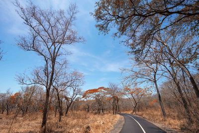 Road amidst bare trees against sky