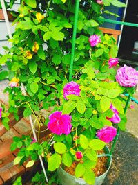 Close-up of pink flowering plants