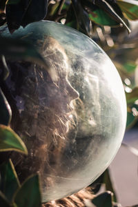 Close-up of woman wearing glass container while standing against plants