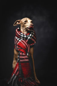 Dog wearing mask against black background