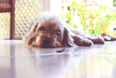 Close-up portrait of dog at home