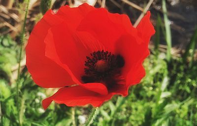 Close-up of red poppy flower