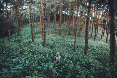 High angle view of woman walking amidst plants in forest