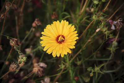 Close-up of yellow flower