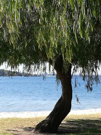 Tree on beach