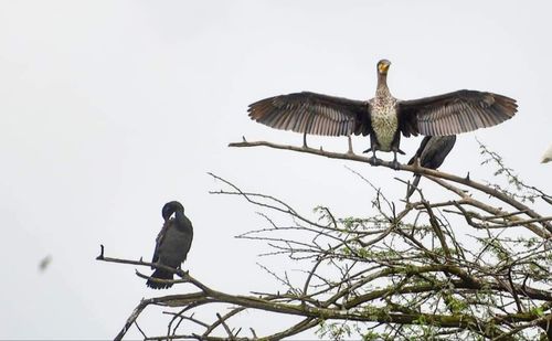 Low angle view of birds perching on tree against sky