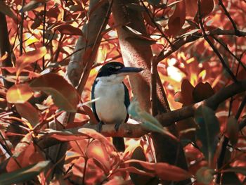 Close-up of bird perching on tree