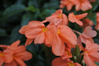 Close-up of orange flowering plant