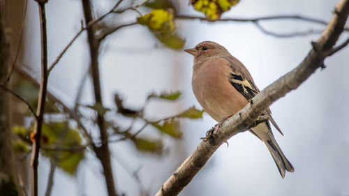 Low angle view of bird perching on branch