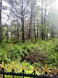 Trees and plants growing on field