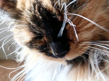 Close-up of cat