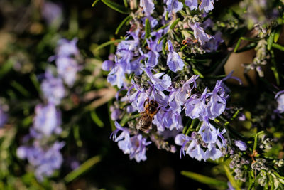 Close-up of purple flowering plants