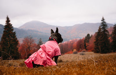View of a french bulldog dog with pink dress on the field against mountains in autumn