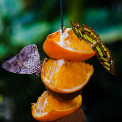 Close-up of butterfly on orange flower