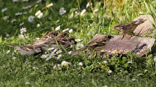 Close-up of bird on grass