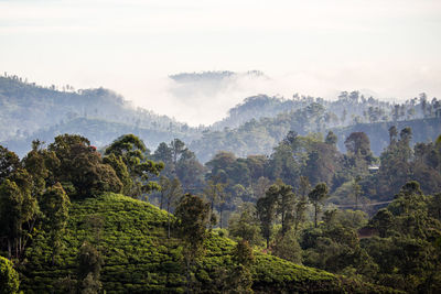 Trees on landscape against clear sky