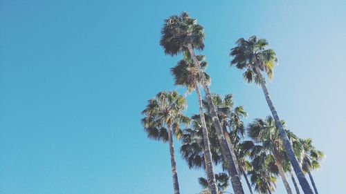 Low angle view of palm tree against clear blue sky