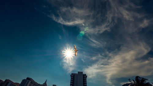 Low angle view of bird flying against blue sky