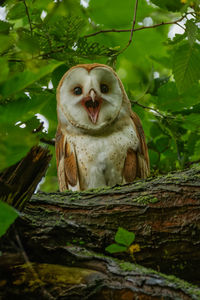 Portrait of a smiling barn owl