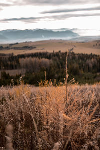 Plants growing on land against sky