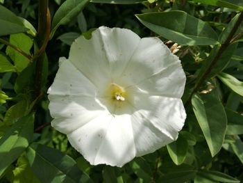 Close-up of white flower