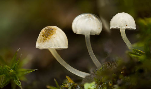 White parasitic mushrooms on mossy tree trunk in the woods