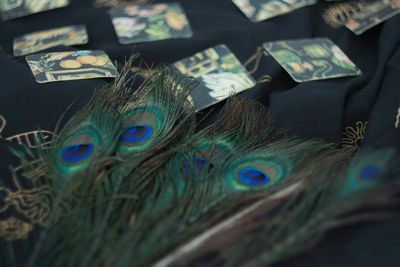 High angle view of peacock feathers on table