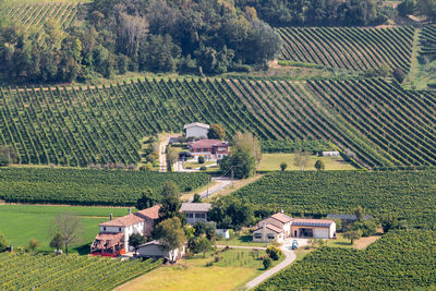 Aerial view of vineyard in the summer