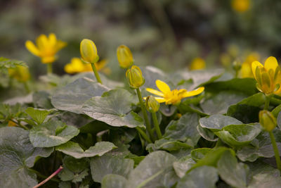 Close-up of yellow flowering plant leaves