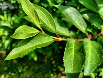 Close-up of leaves