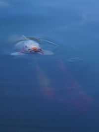 High angle view of turtle swimming in lake