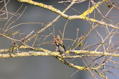 Low angle view of bird perching on branch