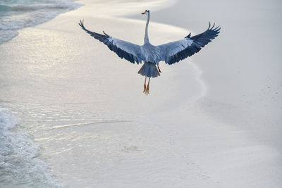 Bird flying over beach