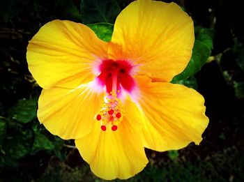 Close-up of yellow hibiscus blooming outdoors