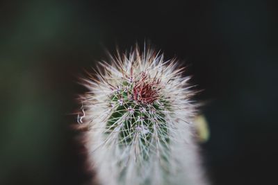 Close-up of cactus plant