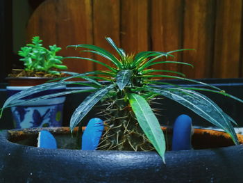 Close-up of potted plant