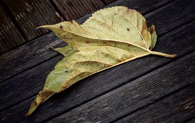High angle view of dry leaf on wood