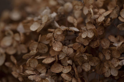 Full frame shot of leaves