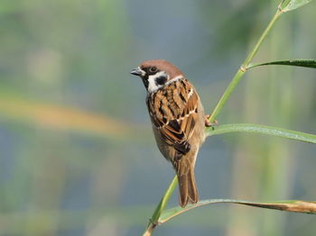 Close-up of bird perching on branch