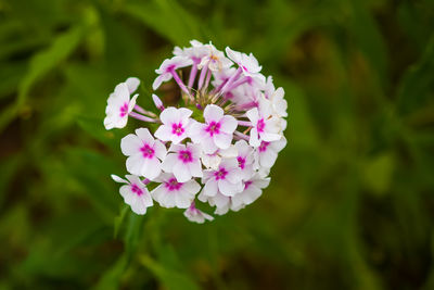 Close-up of purple flowering plant