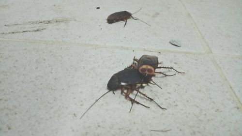 Close-up of insect on wall