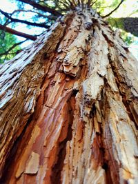 Low angle view of tree trunk