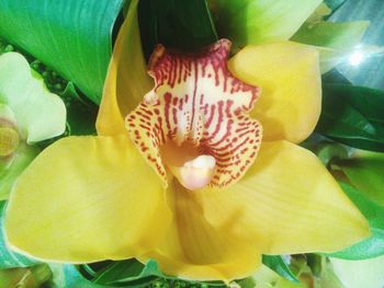 Close-up of yellow flowers