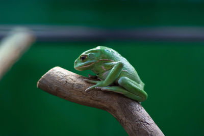 Close-up of lizard