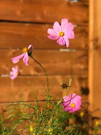 Close-up of insect on pink flowering plant