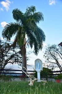 Palm trees on field against sky