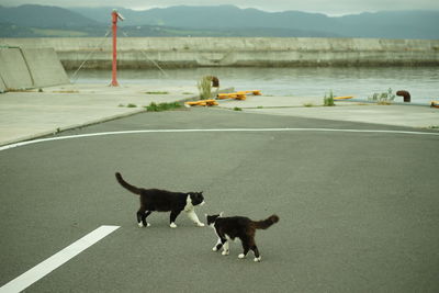 animal themes