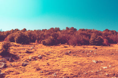 Trees in forest against clear sky