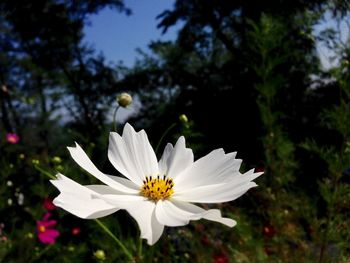 Close-up of white flower